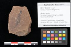 Foto (Objekt + Etikett) von Quercus palaeoilex Ettingshausen (NHMW-GEO-2024-0188-0843)